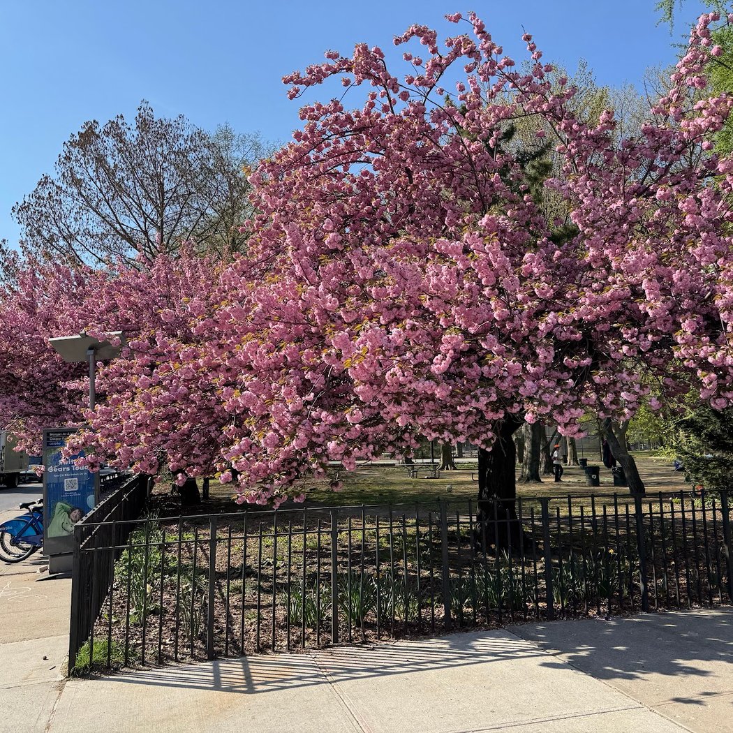 Cooper Park 1