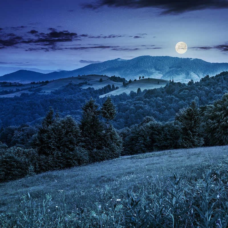 Full Moon Forest Bathing