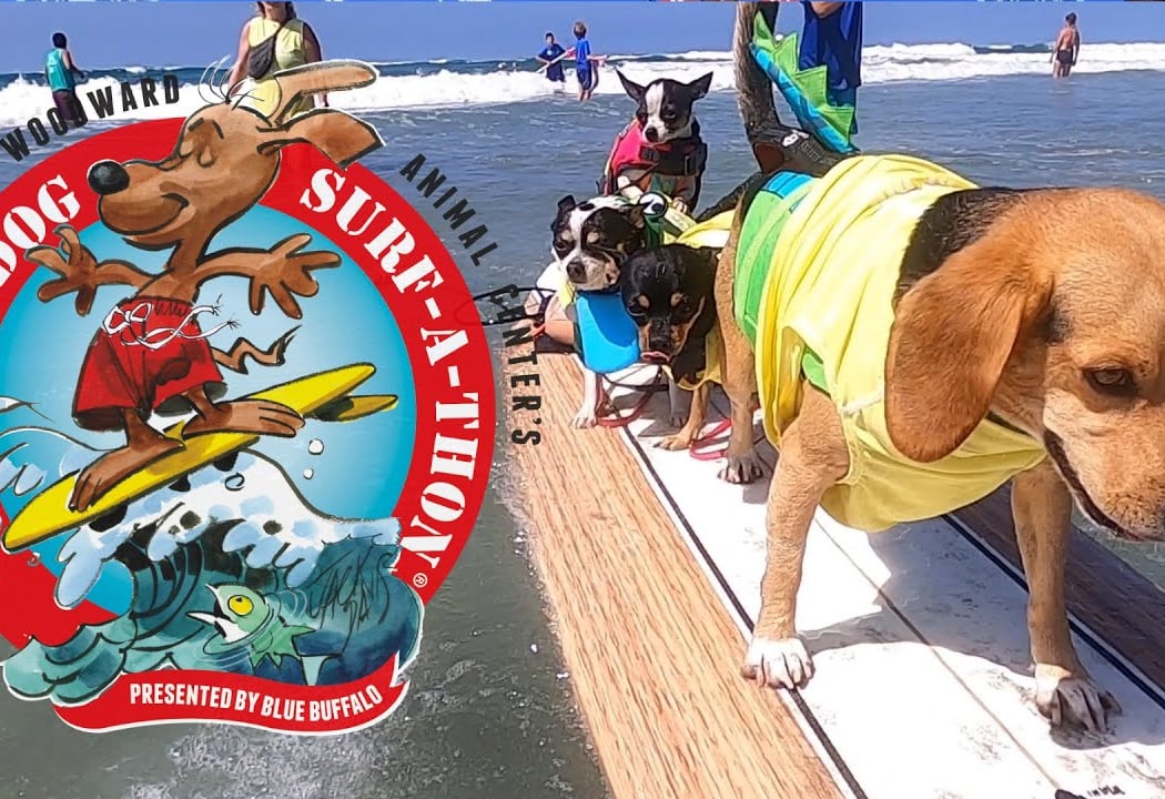 Surf Dog Surf-A-Thon 1
