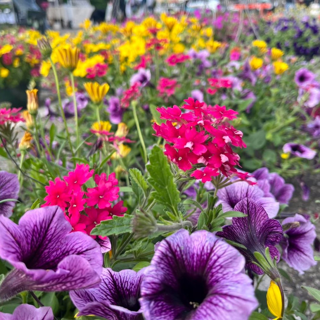Saline Farmers Market 3