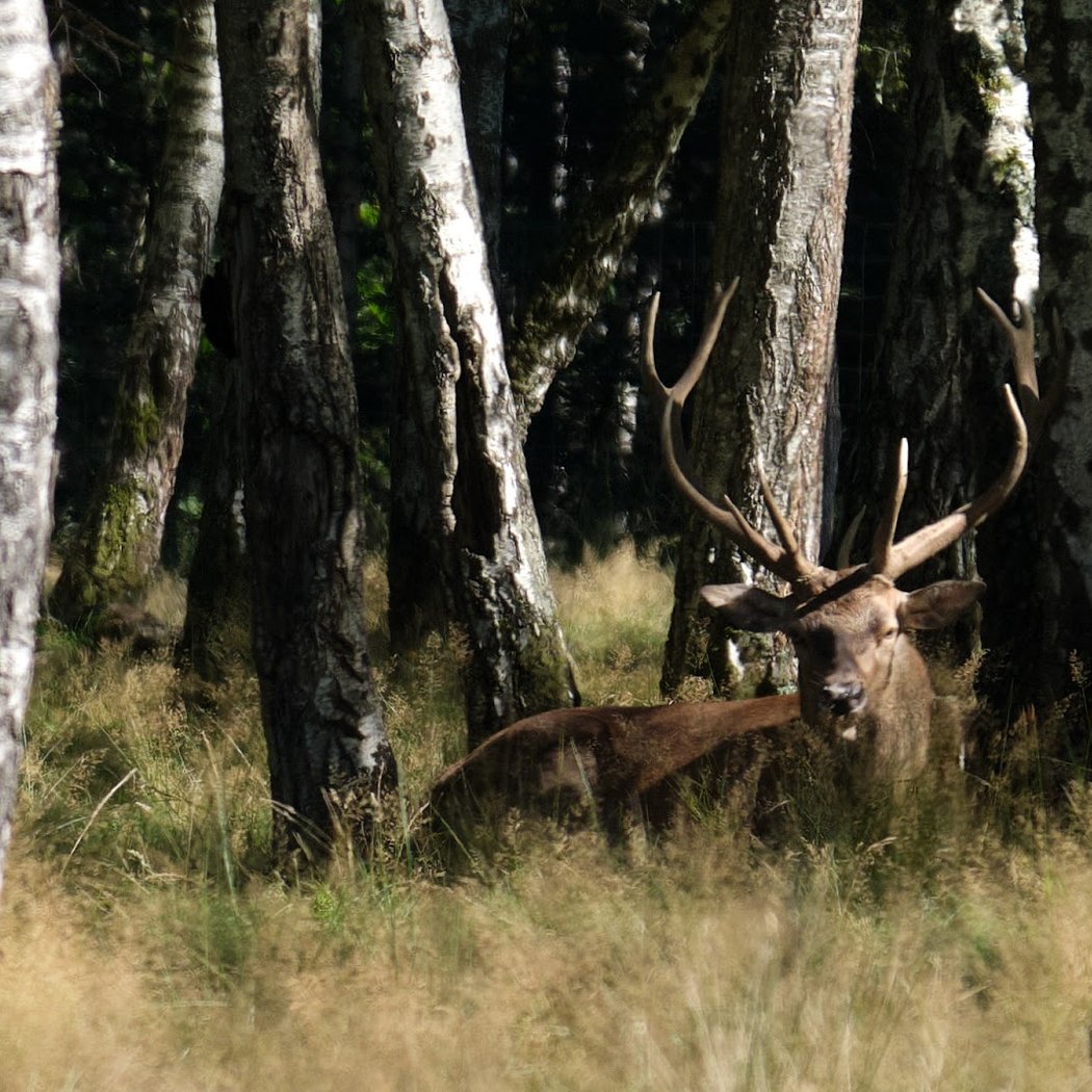 Forêt des Cerfs 1