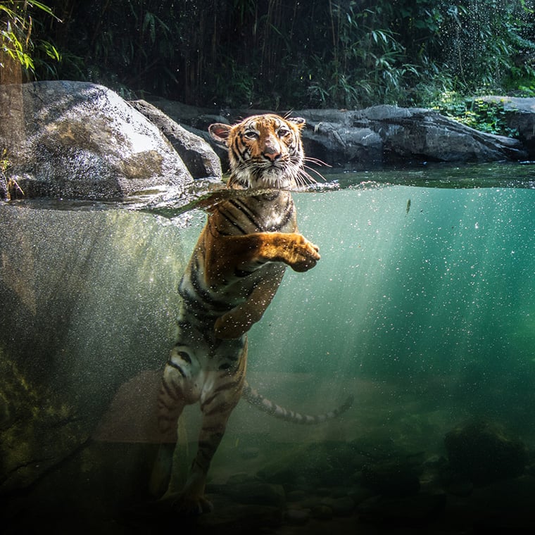 Bronx Zoo 1