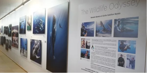 The Wildlife Odyssey 1