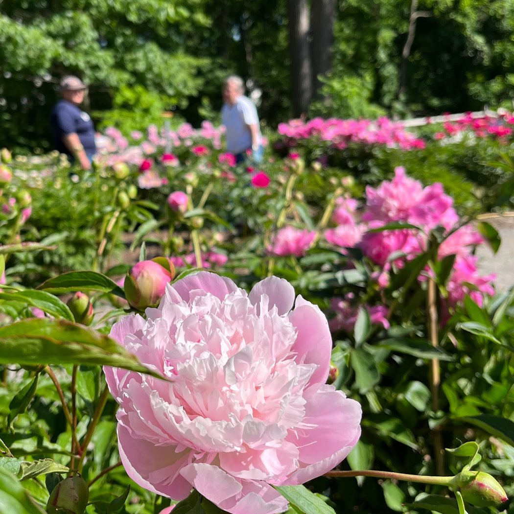Shakespeare in the Arb: Love's Labor's Lost 3