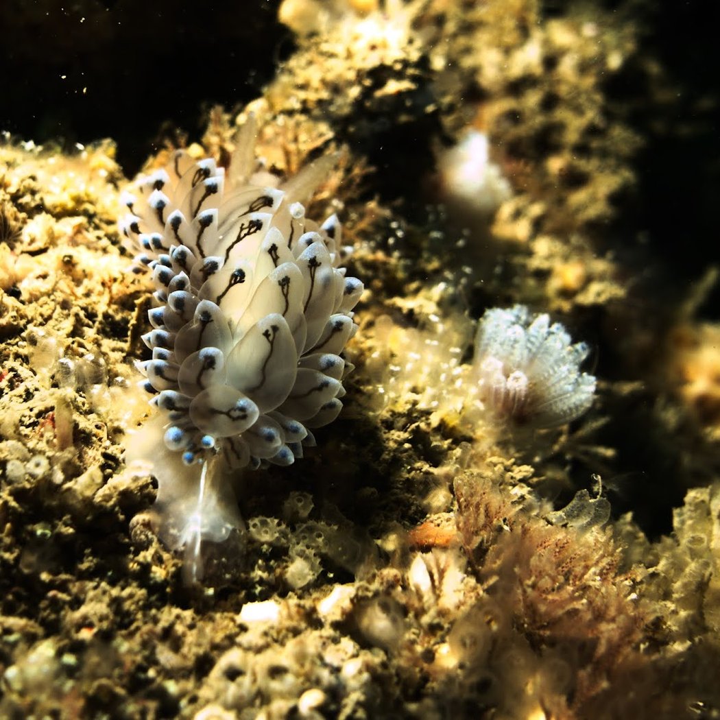 Saint Malo Emerald Diving 1