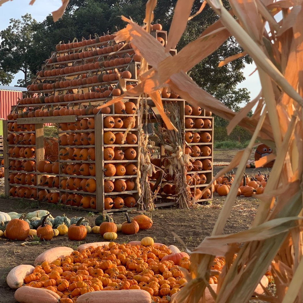 Pumpkin Patch 3