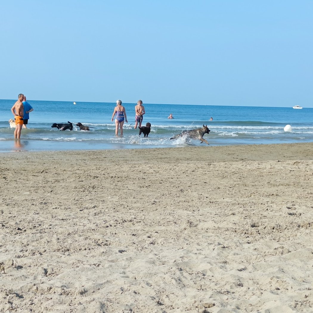 Plage dog friendly 2