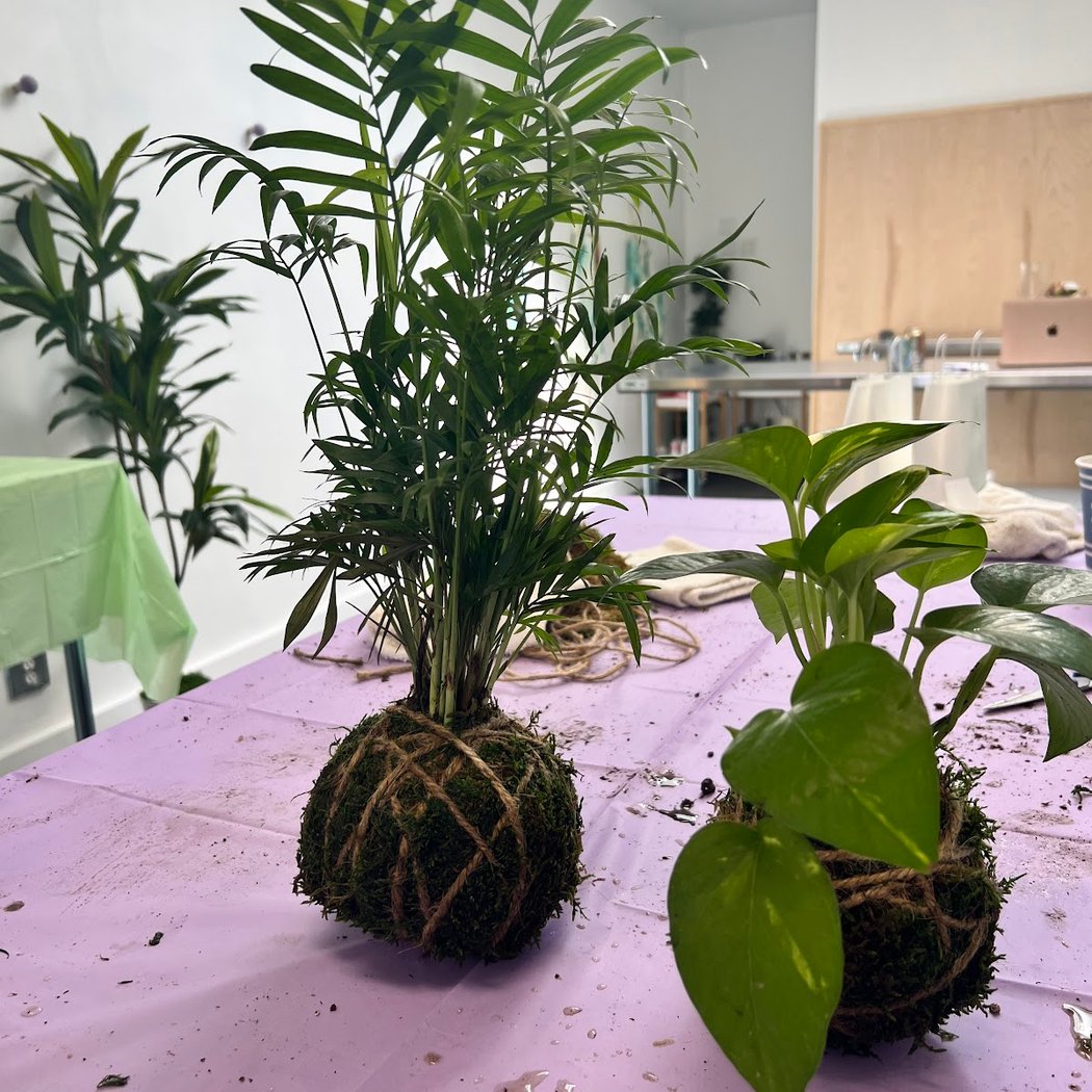 HOUSEPLANT 101 WORKSHOP 4