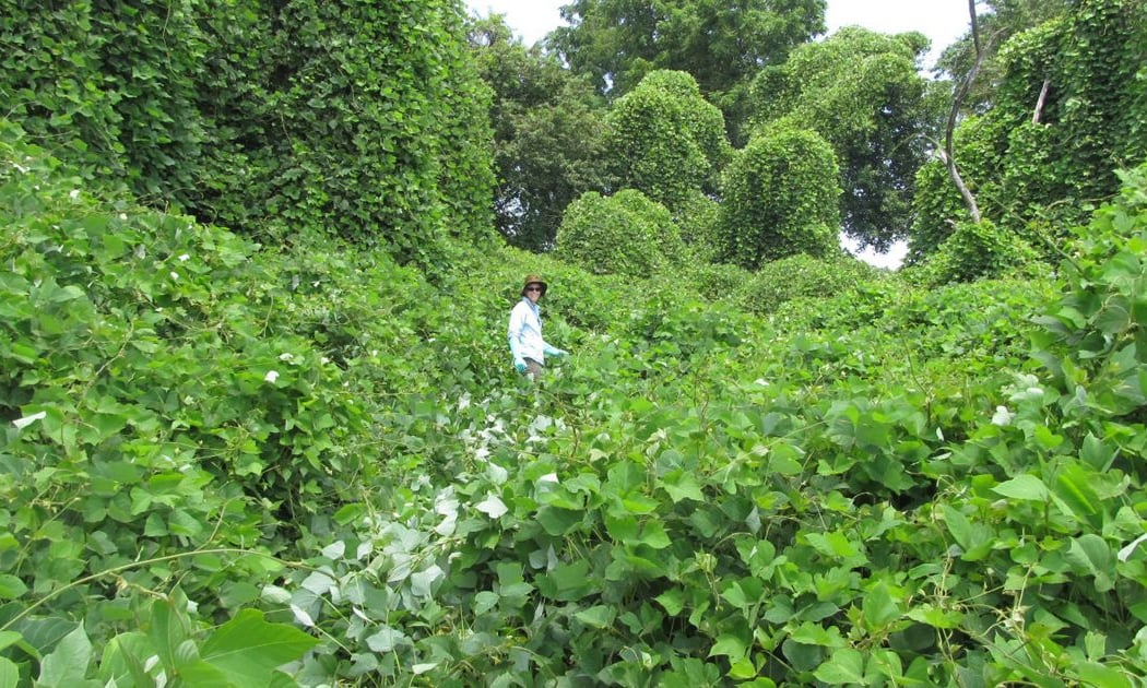 Invasive Plants: Identification, Documentation, and Control 1