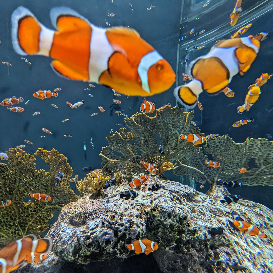 OdySea Aquarium Happy Hour 3