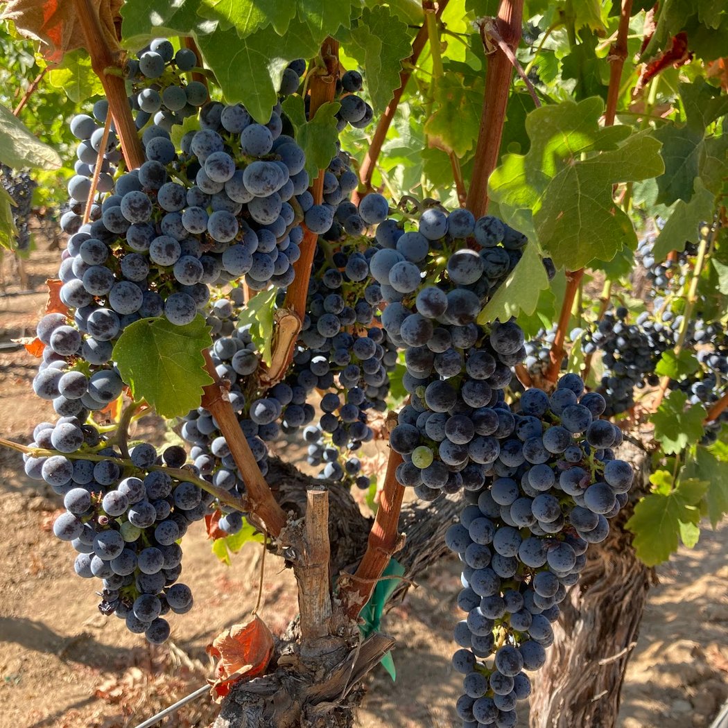 Wine Tasting 1