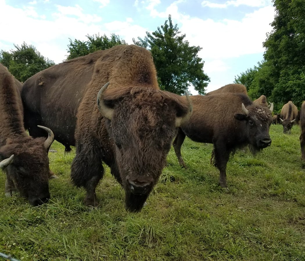Feed the Bison 1