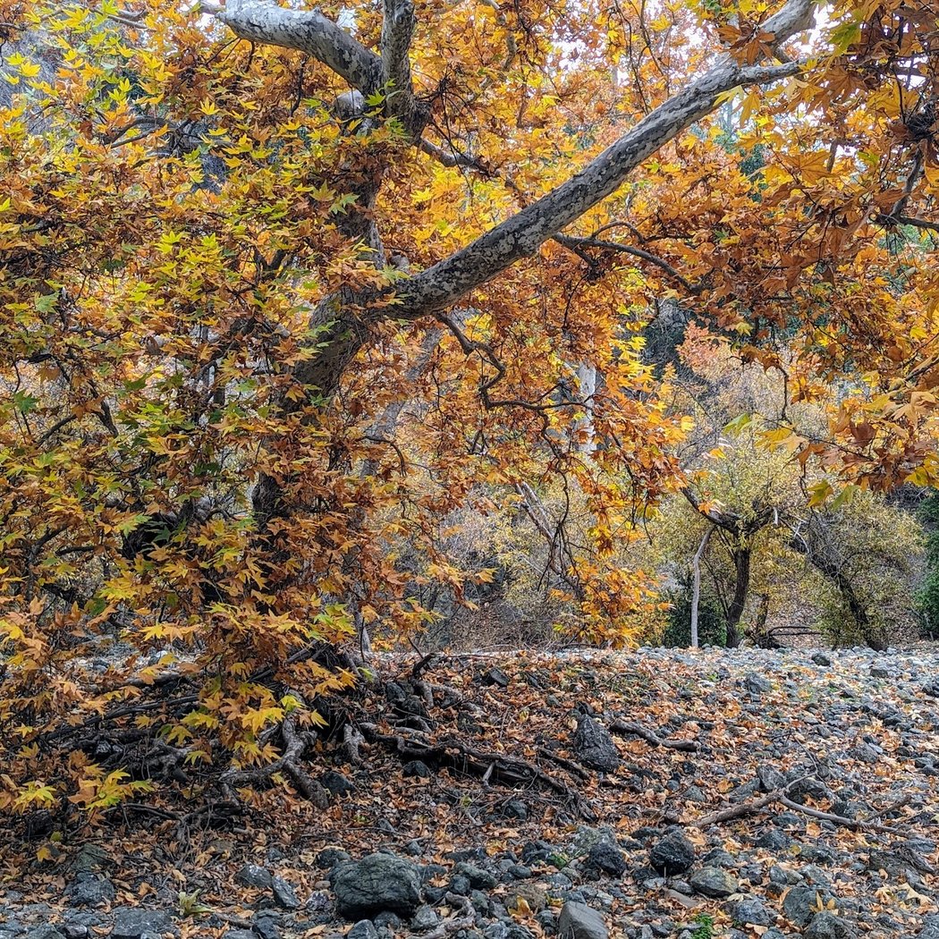 Anderson Lake County Park- Live Oak Picnic Area 3
