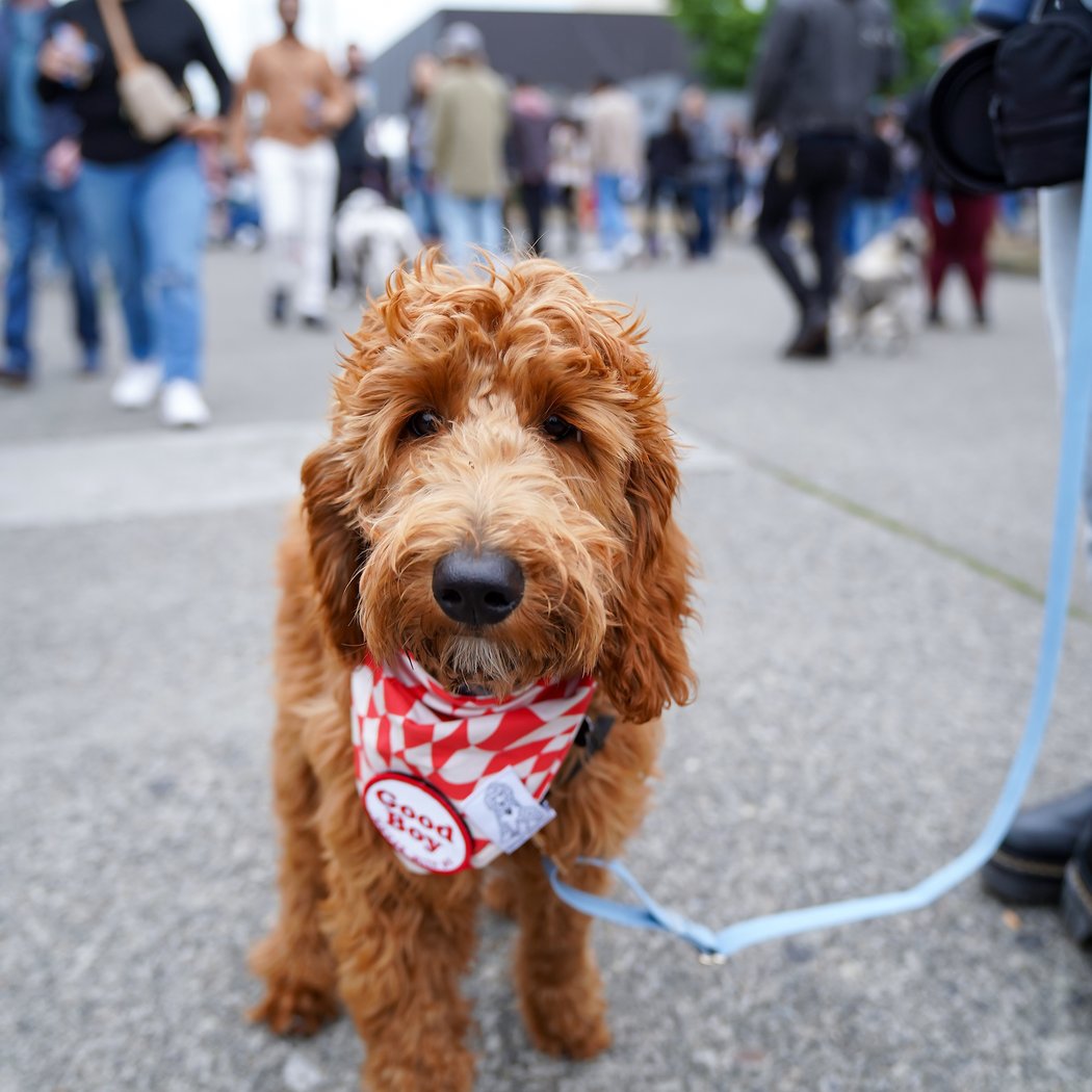Dogtoberfest 2