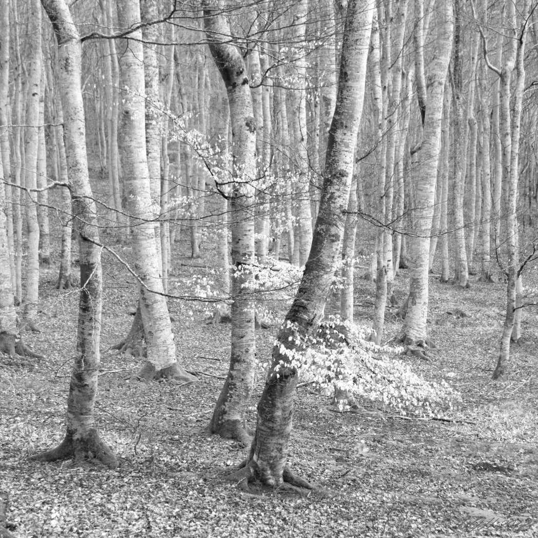 Un arbre dans la ville : Sarah Grace Henkel 2