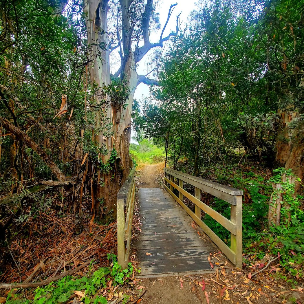 Rhubarb Trail 1