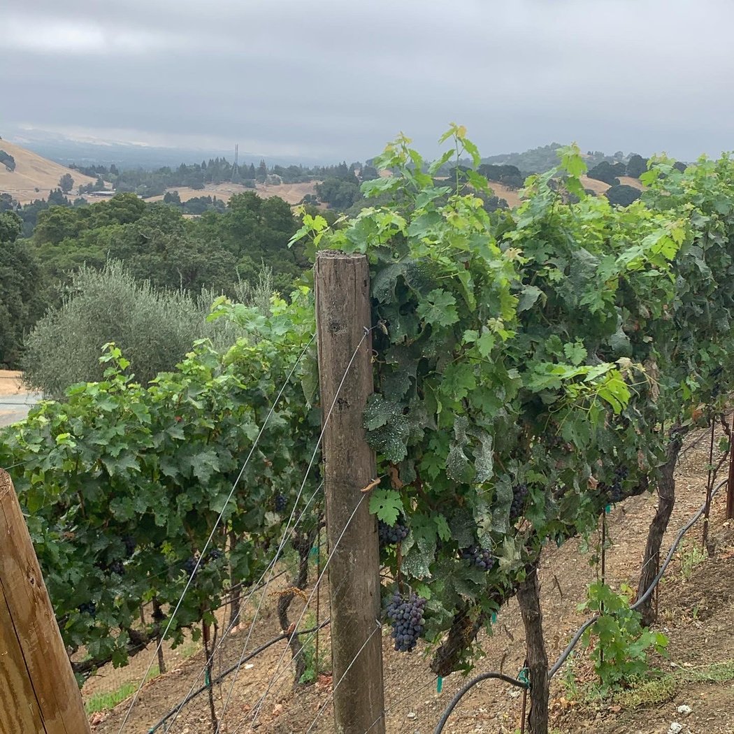 Bhachu Vineyards 2