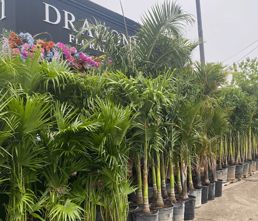 Dragonetti Florist & Garden Center 3