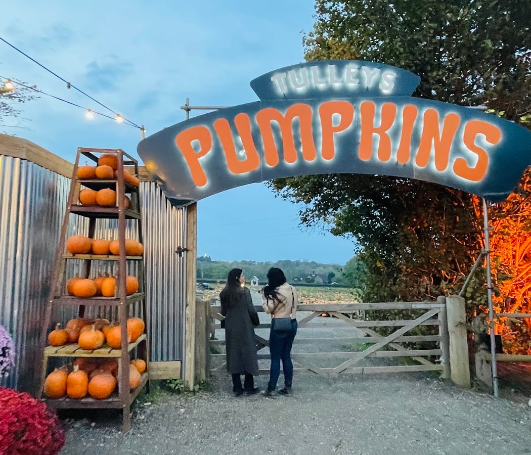 Pumpkin Patch 2