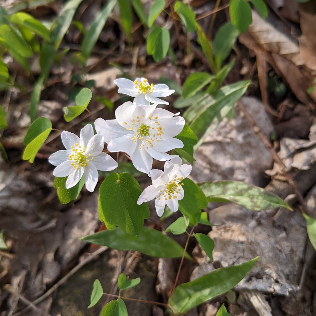 Manderfield Preserve 2