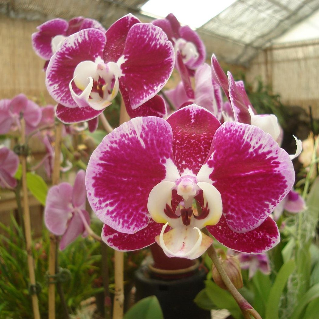 Brookside Orchids 3