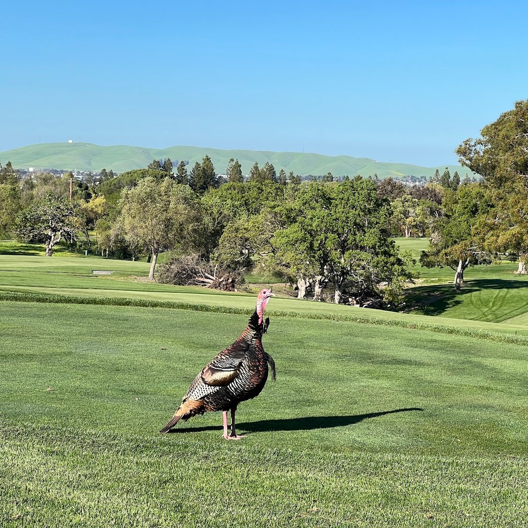 Contra Costa Country Club 2