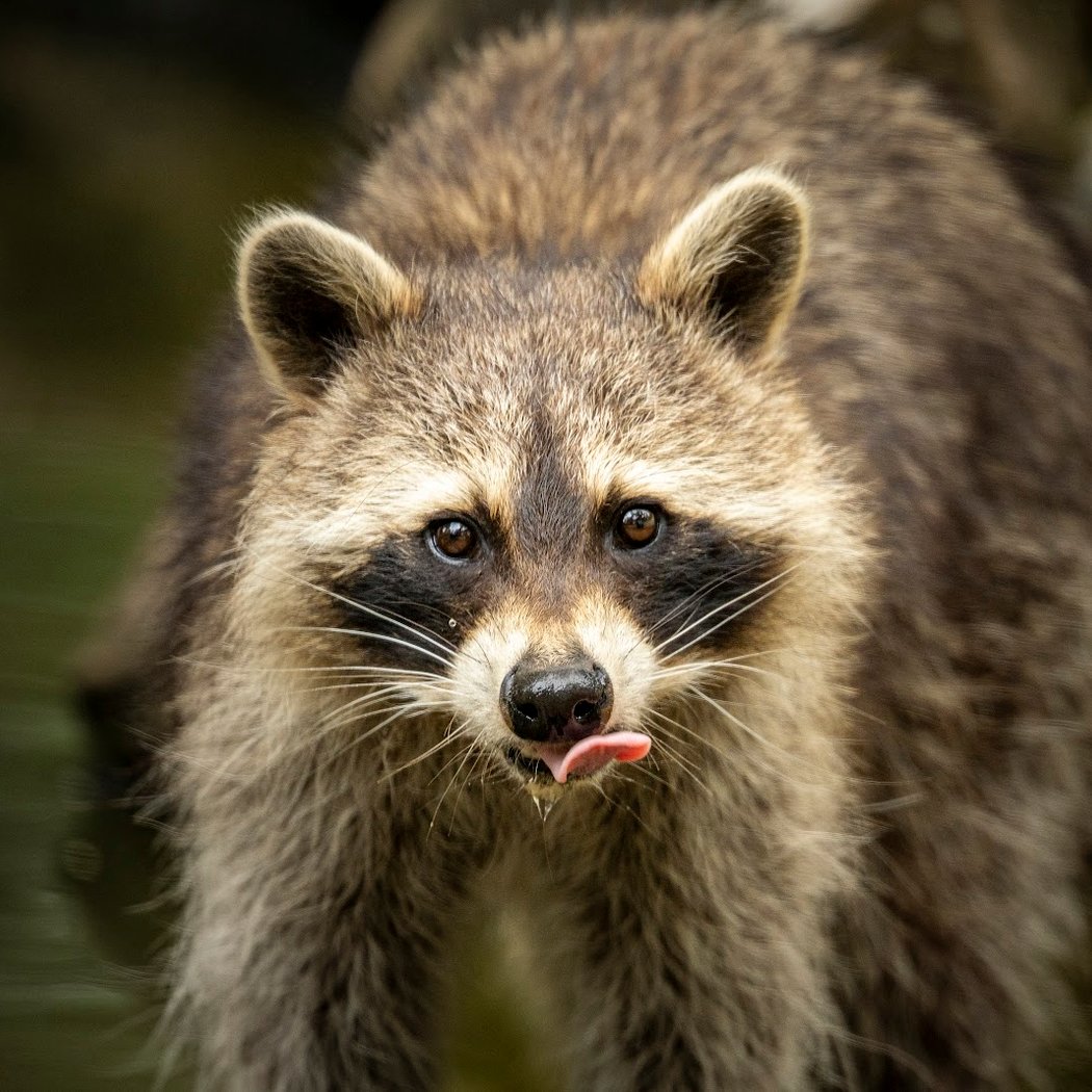 Animal Park of Gramat 1