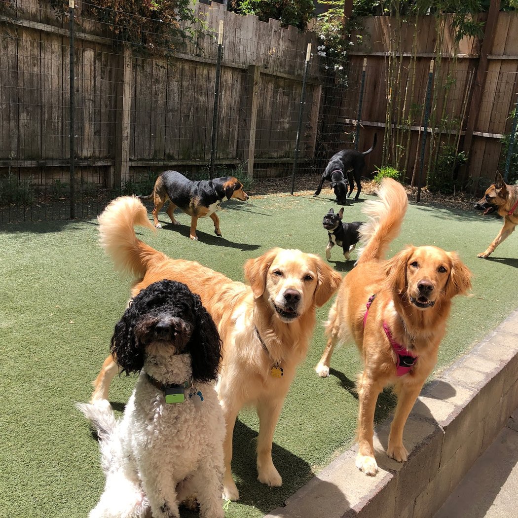 The Grateful Dog 3