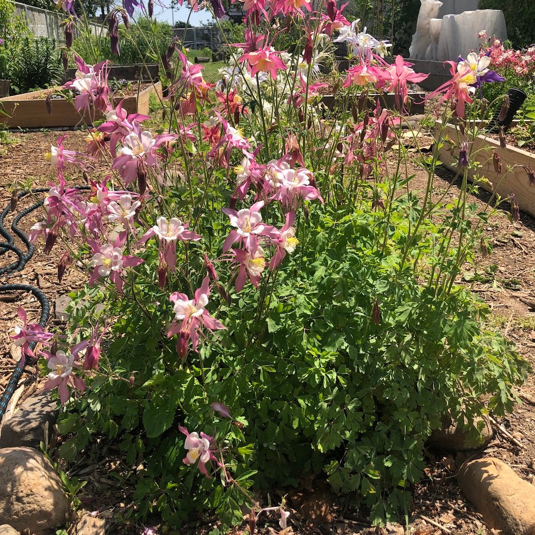 Ridgewood Community Garden 1