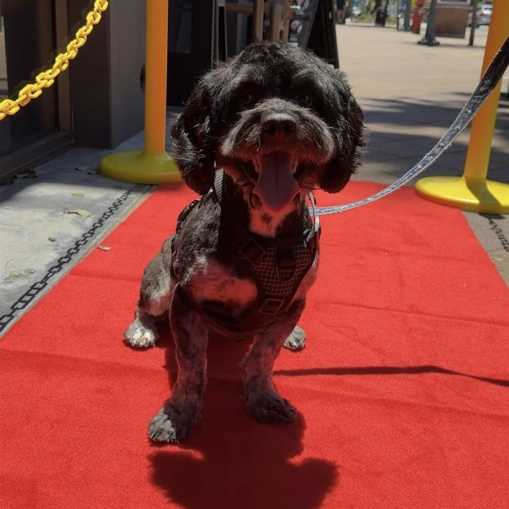 Dog Red Carpet Walk 1