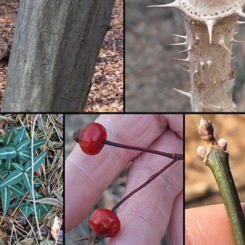 EcoQuest Challenge 1