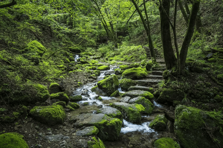 Mt. Mitake Rengeshoma Festival 3