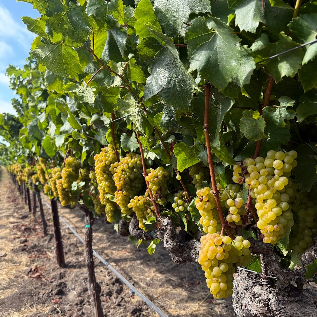 Sangiacomo Vineyards 2