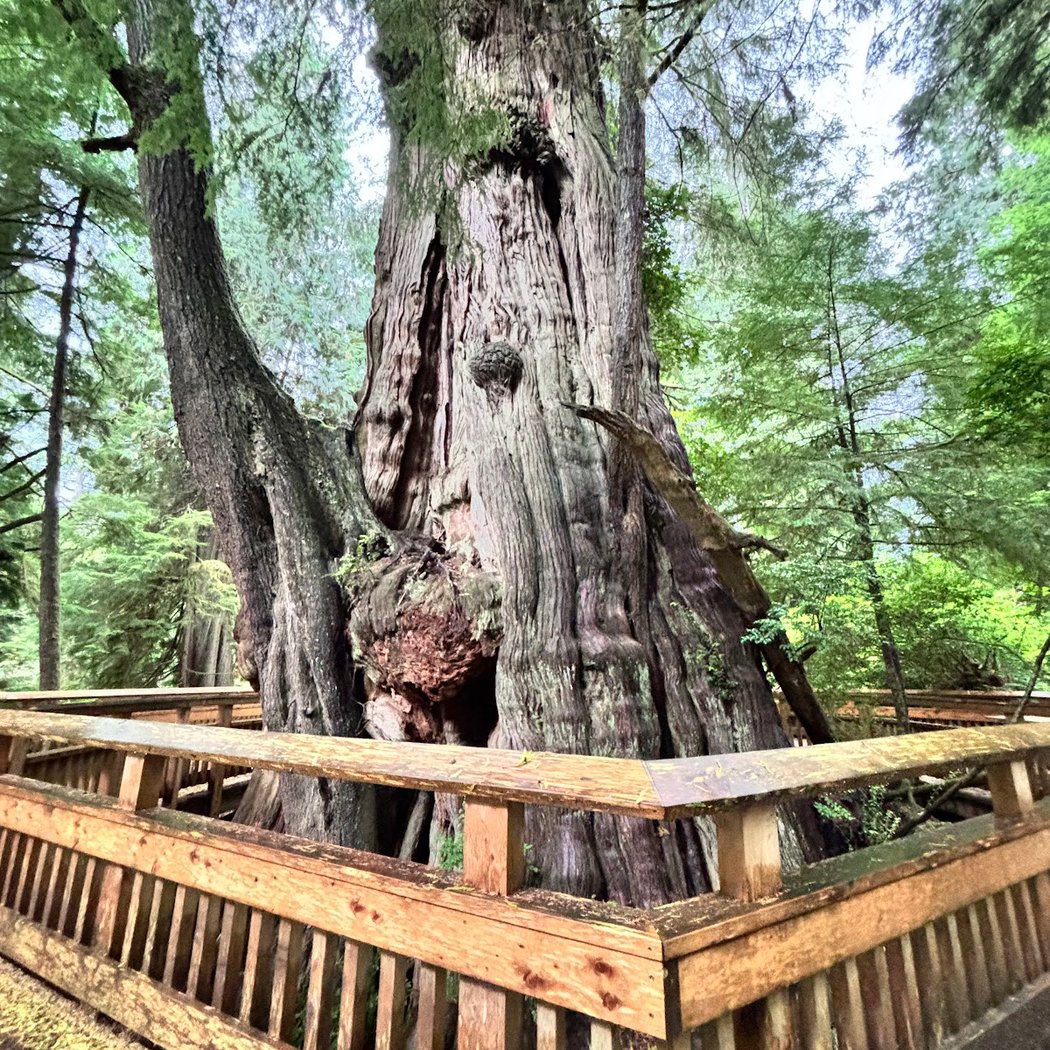 Rockaway Beach Old Growth Nature Preserve 2