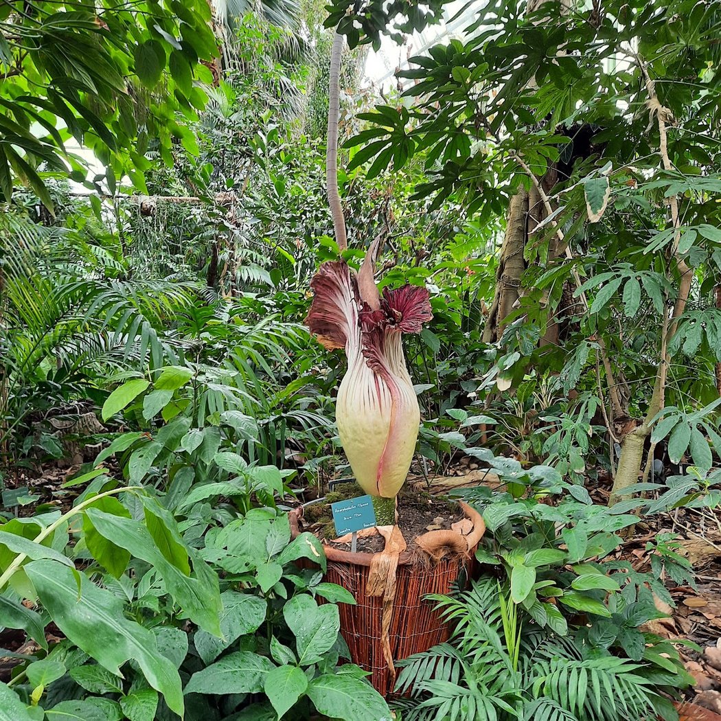 Serre des forêts tropicales humides 3