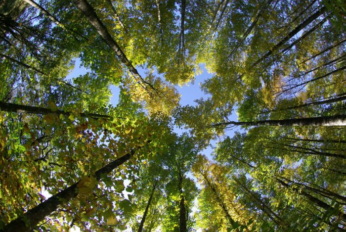 Forêt Domaniale de Montmorency 4