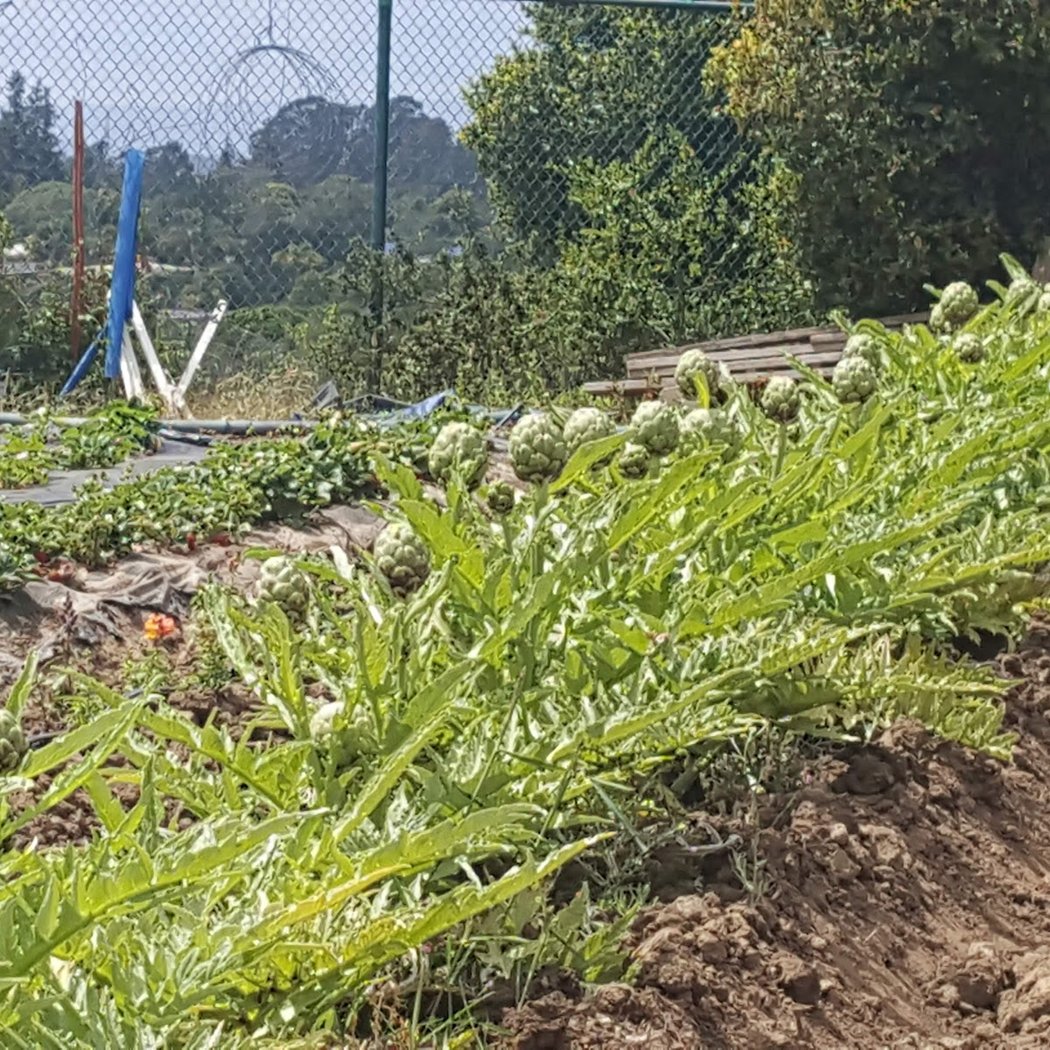Cabrillo College Horticulture Spring Plant Sale 3