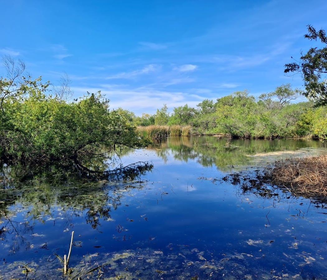 Madrona Marsh Preserve and Nature Center 1