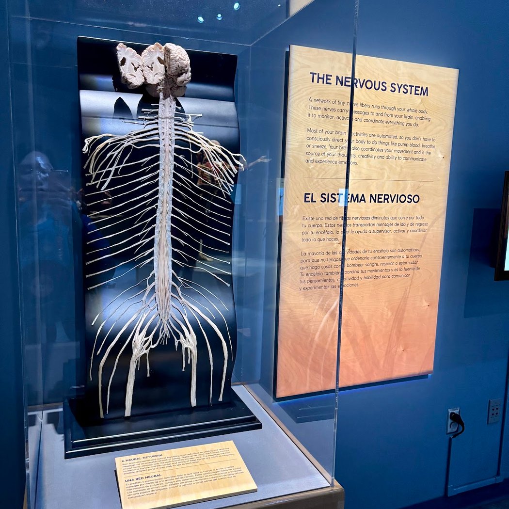 BODY WORLDS Decoded 3