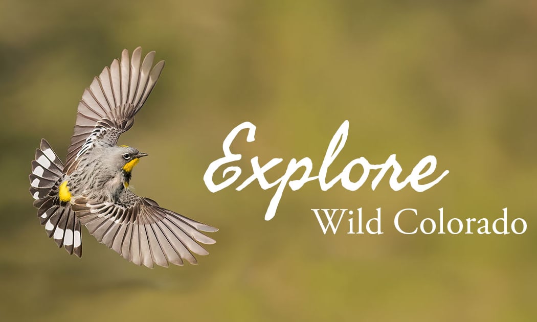 Bird Walk 3