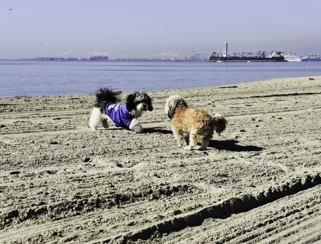 Rosie's Dog Beach 4