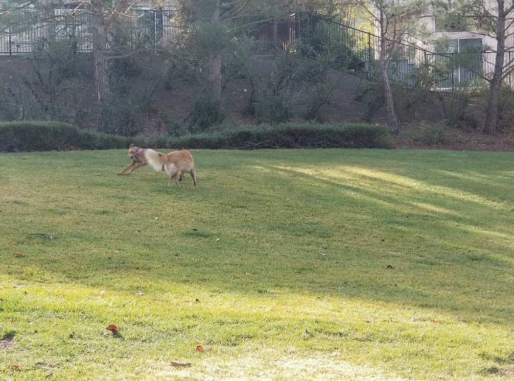 Dunhill Court Park 2