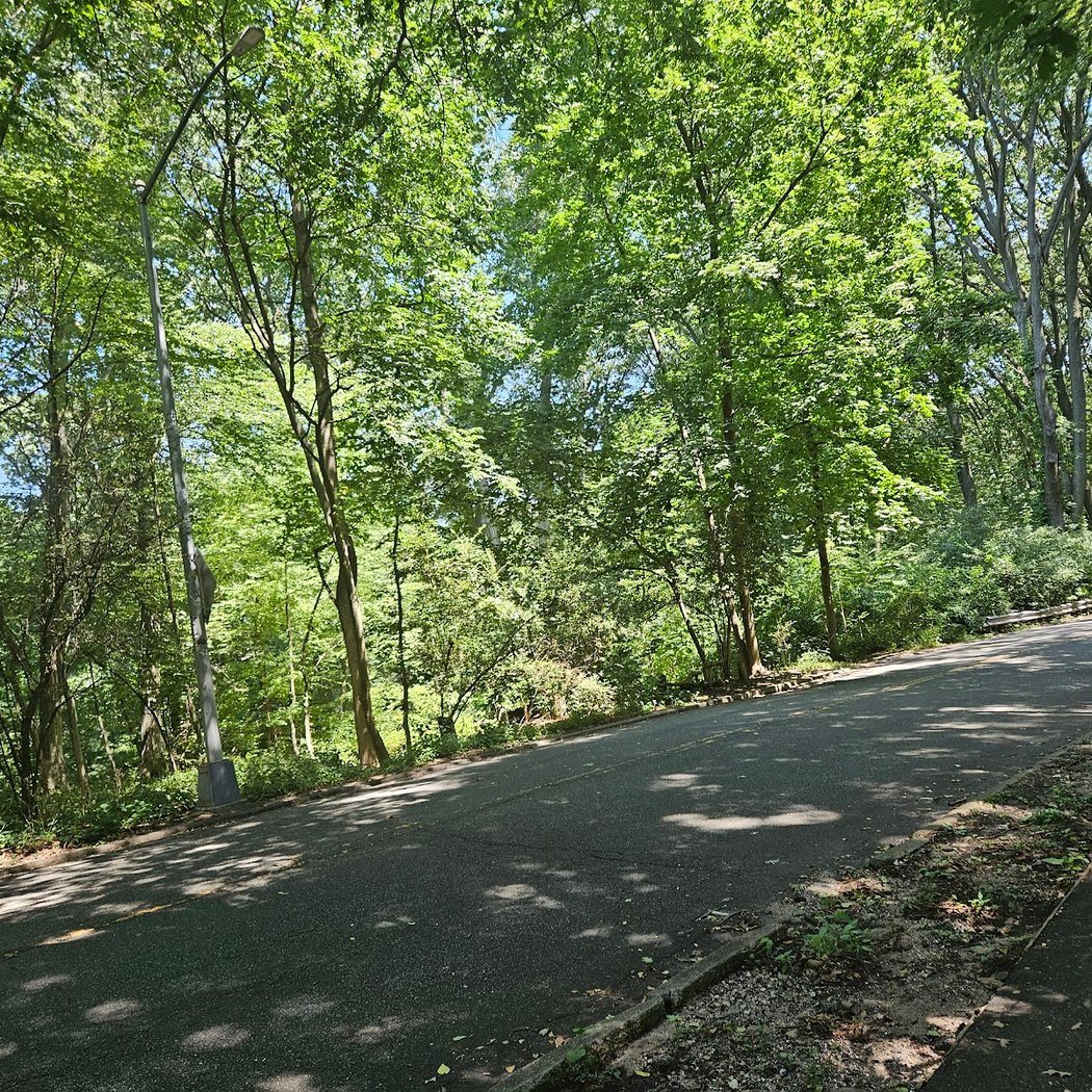 Forest Park Pine Grove 3