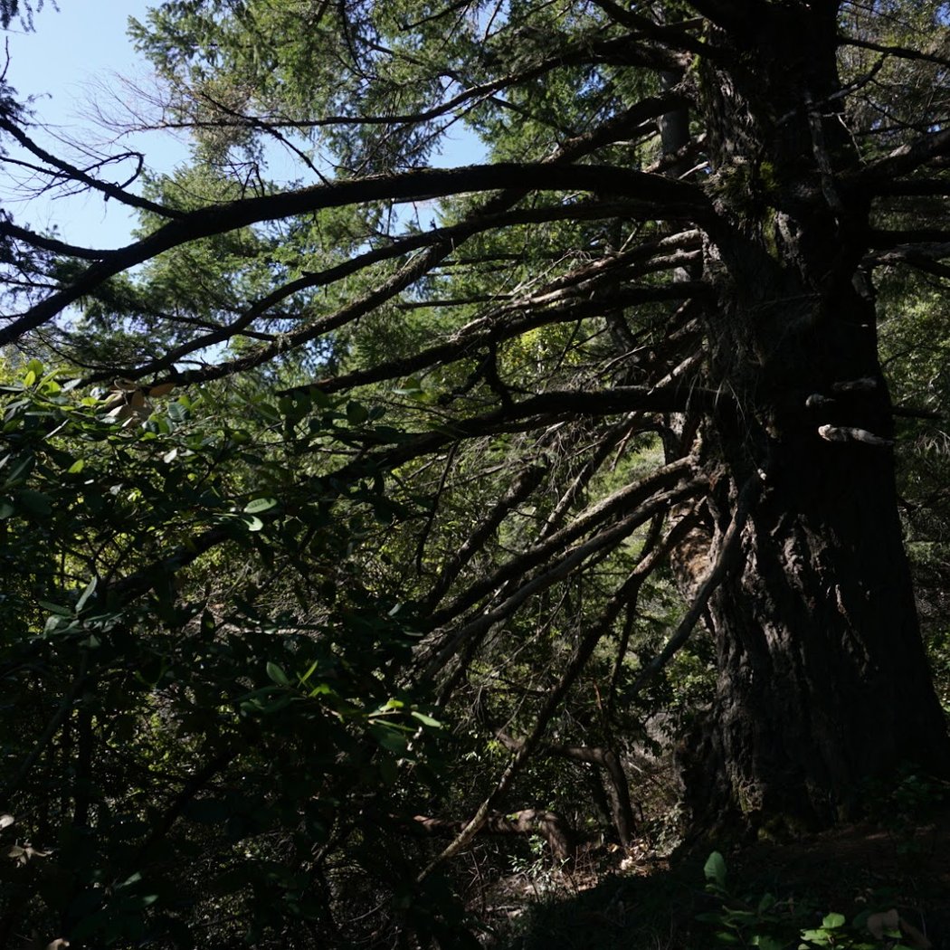 Sanborn Trail 2