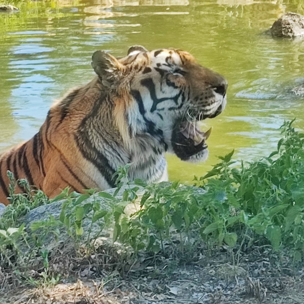 Safari de Peaugres 3