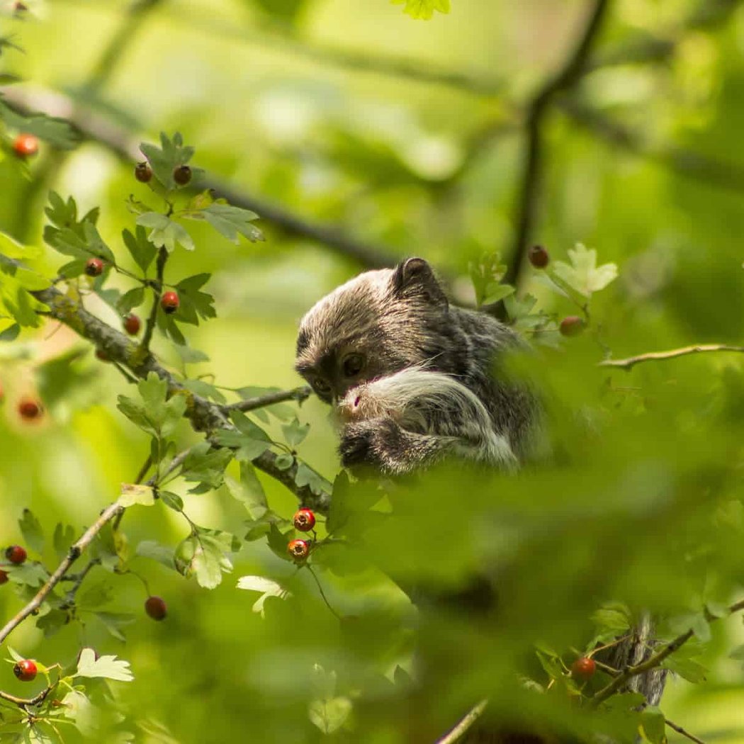 La Vallée Des Singes 2