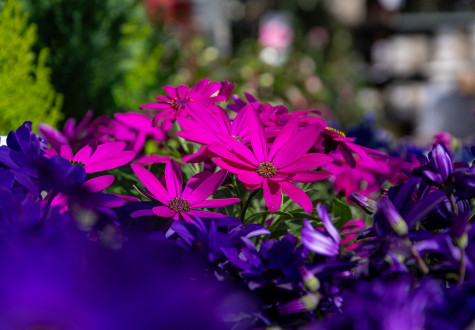 Offres de saison à la jardinerie 2