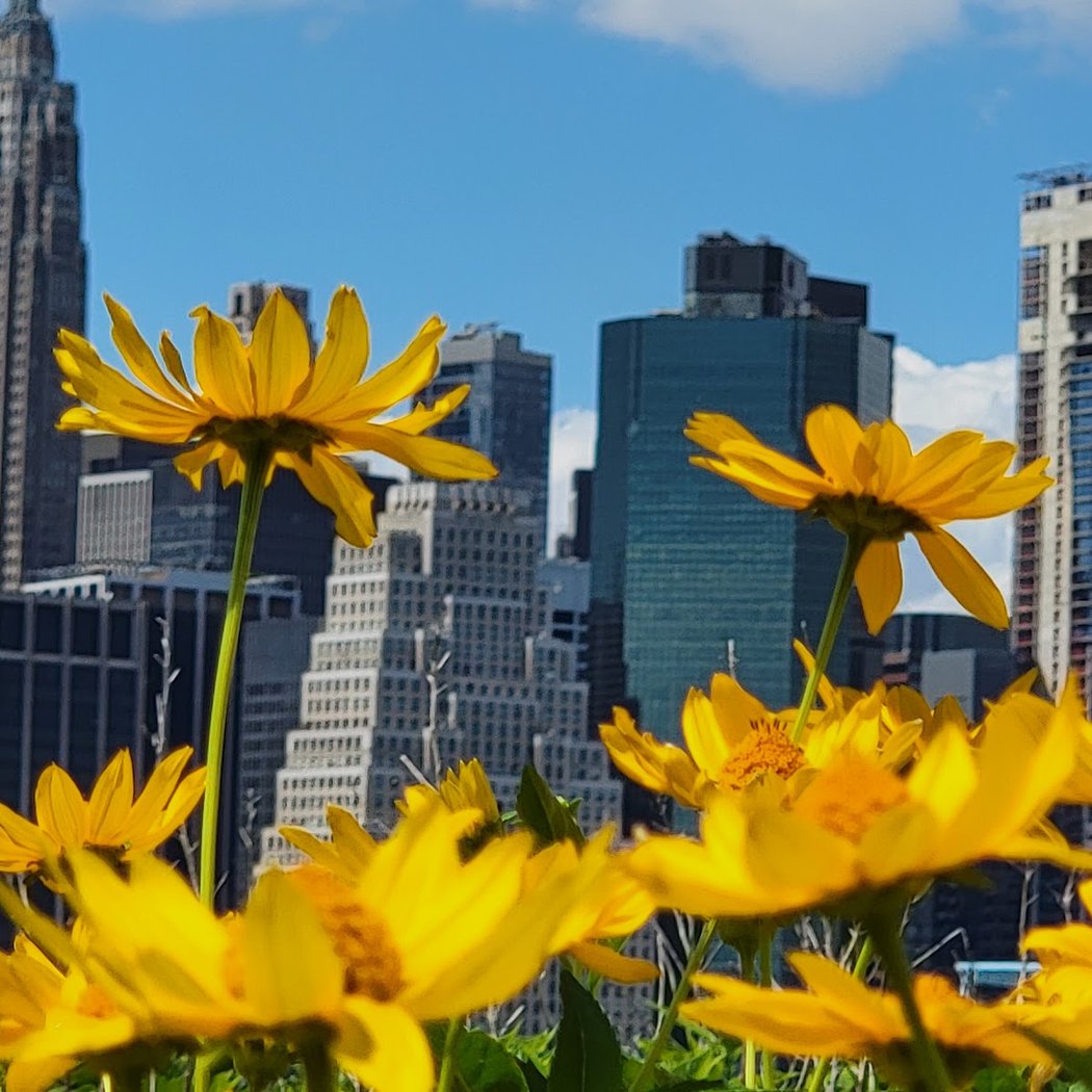Brooklyn Bridge Park Pier 6 Liberty Lawn 1