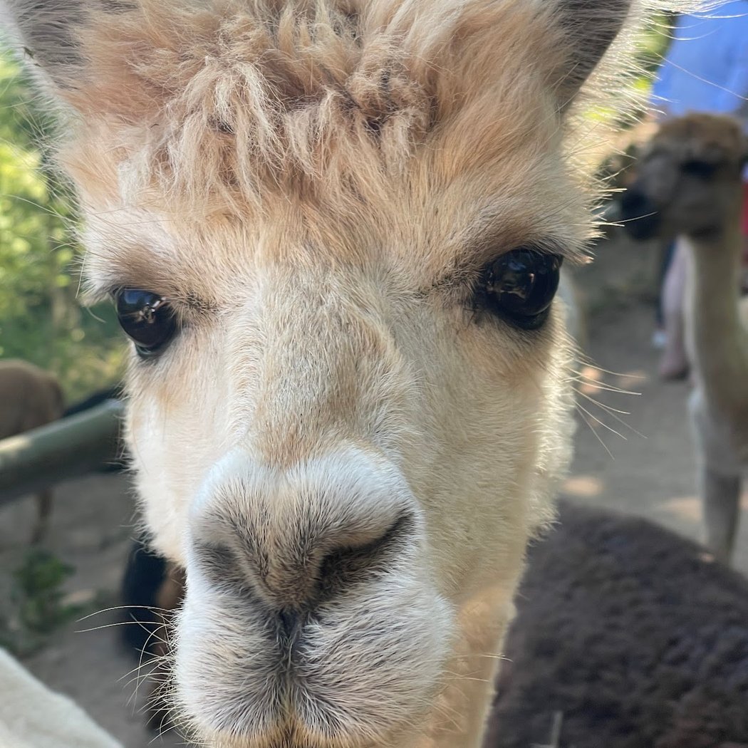 La montagne des Lamas 1