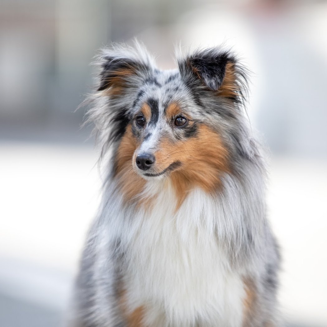 Free exhibition at the Dog Museum 2